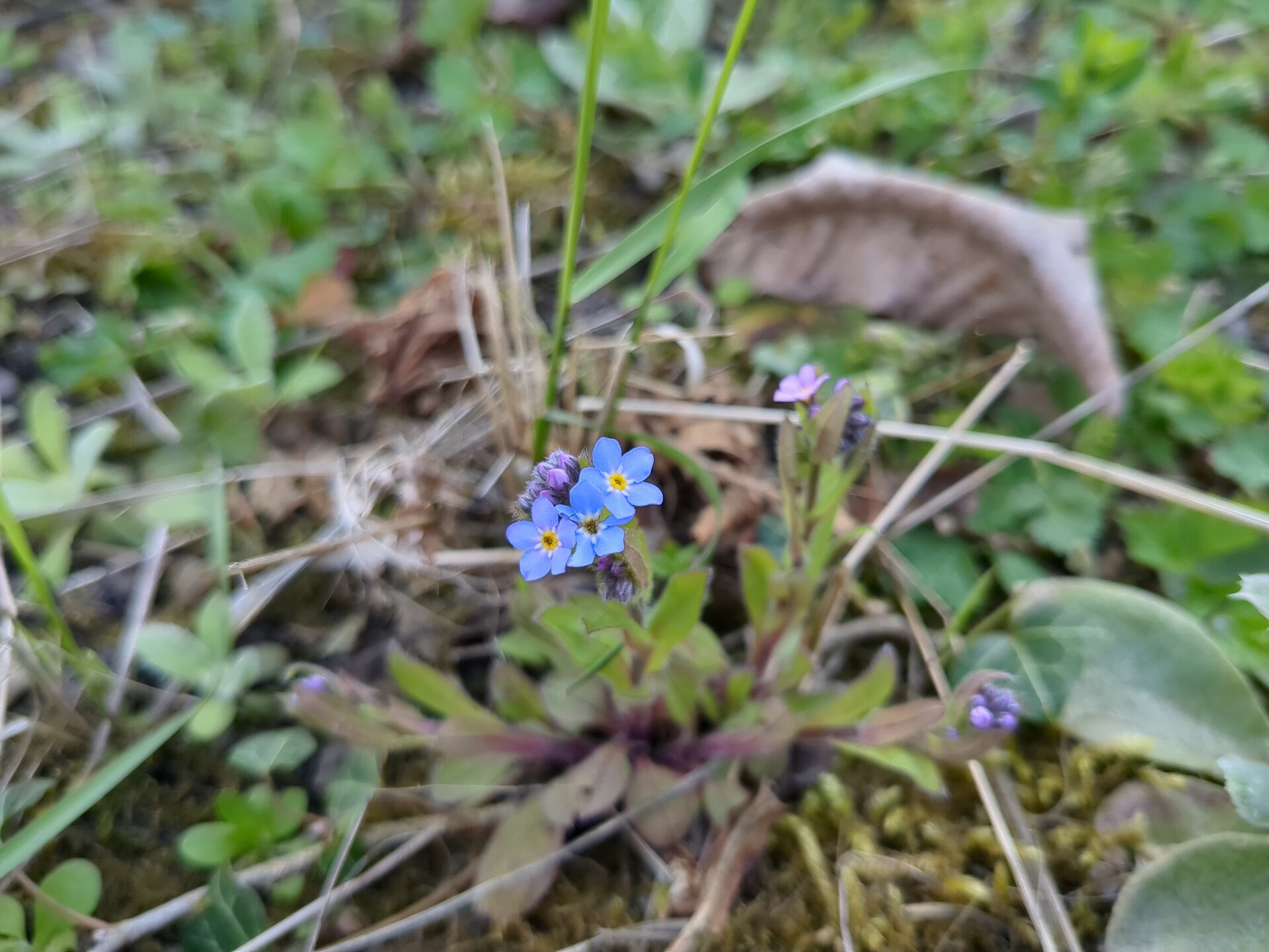 Delicate blue blooms nestled in the quiet earth.