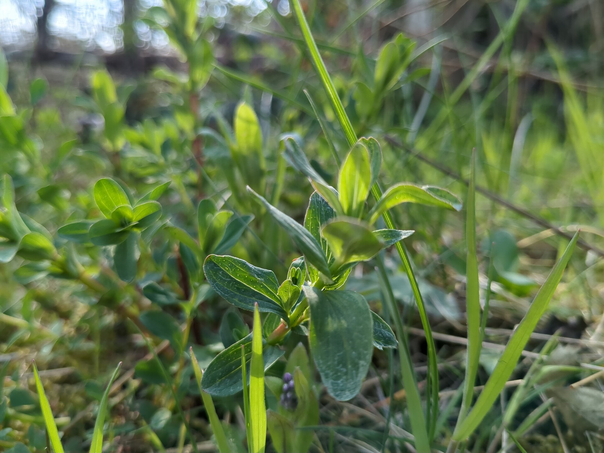 Fresh green shoots emerging in the soft focus of natural light.