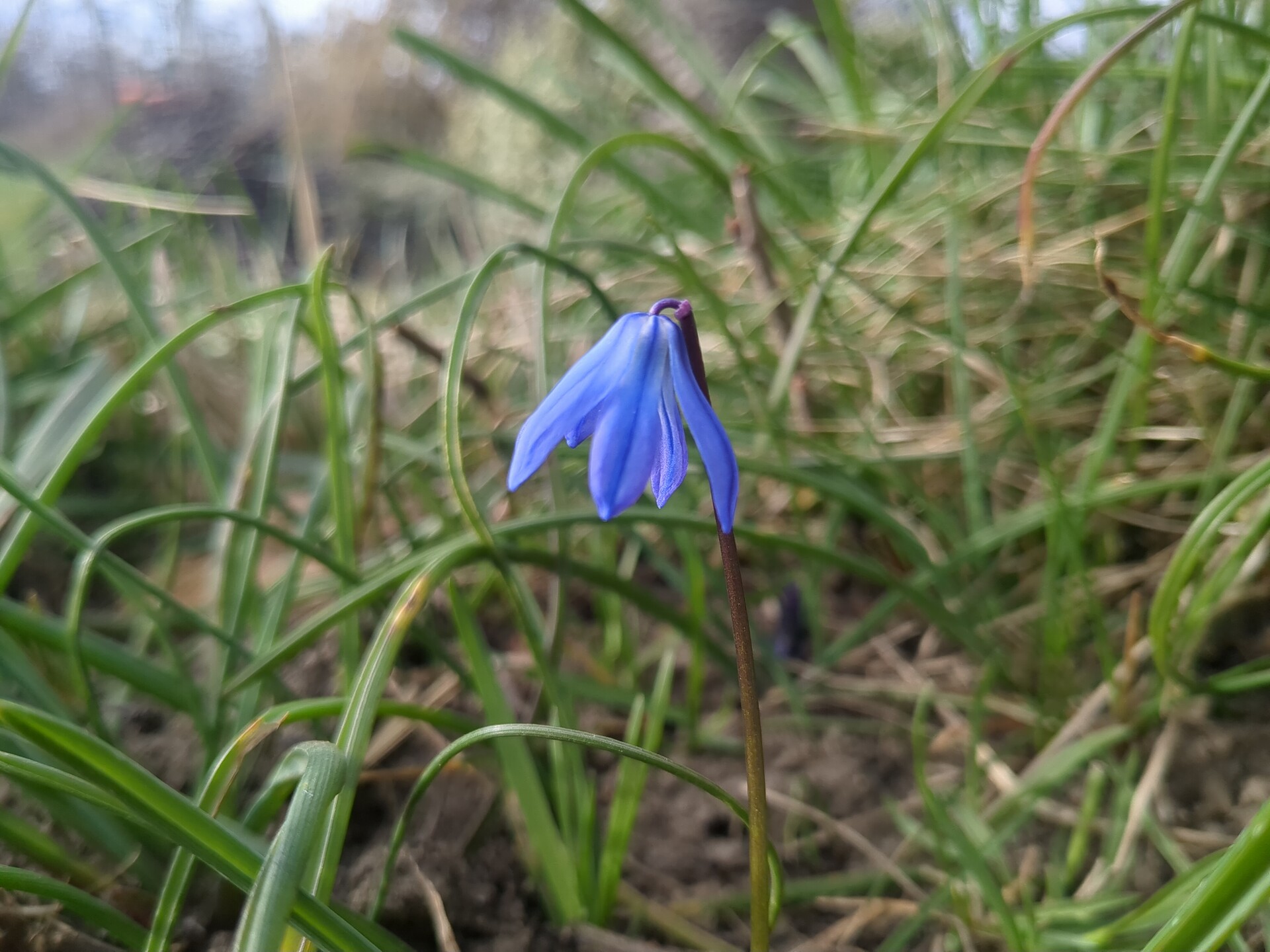 A delicate blue bloom emerging from the fresh green grass.