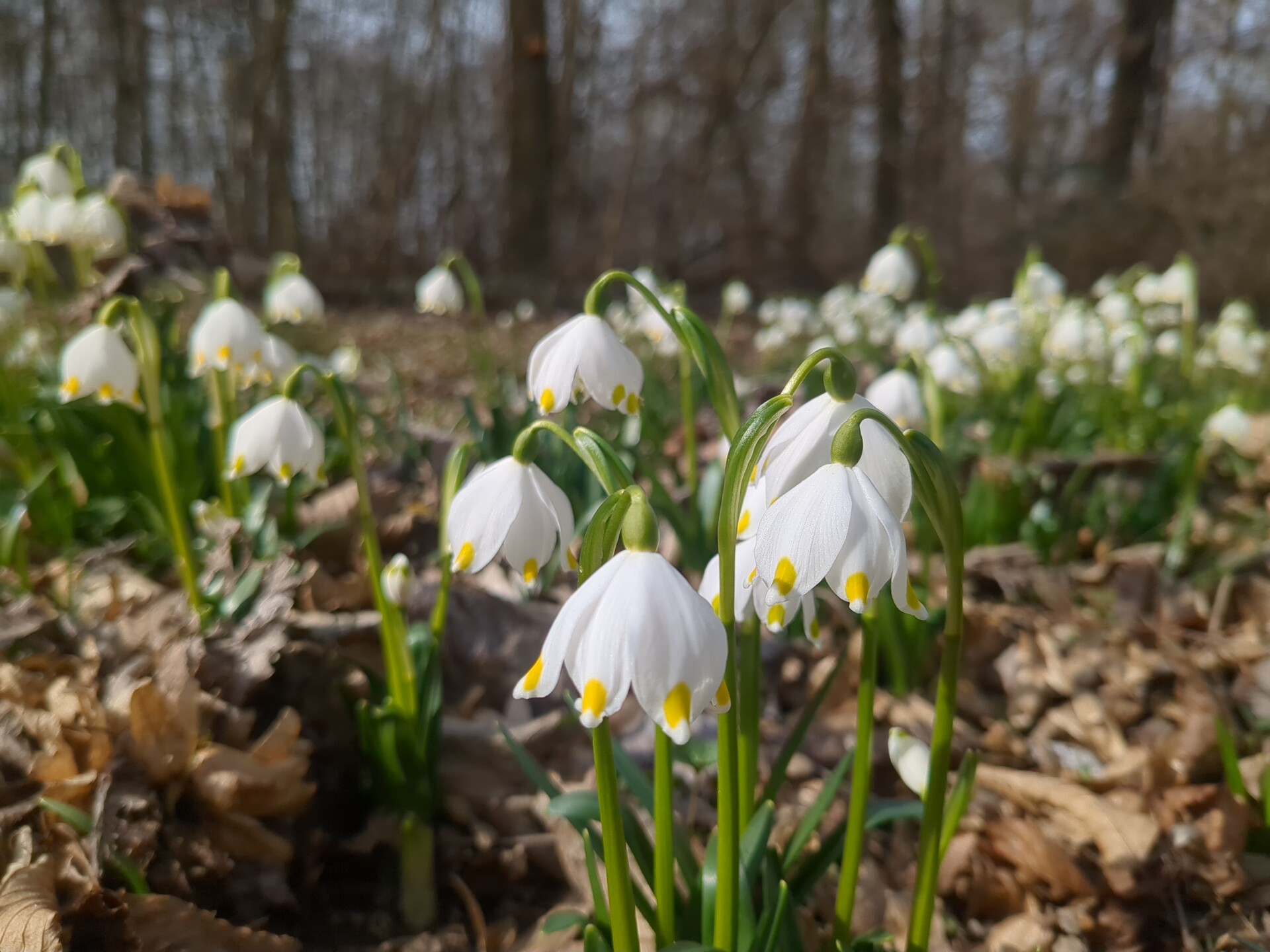 Delicate white bells of spring emerging from the forest floor.