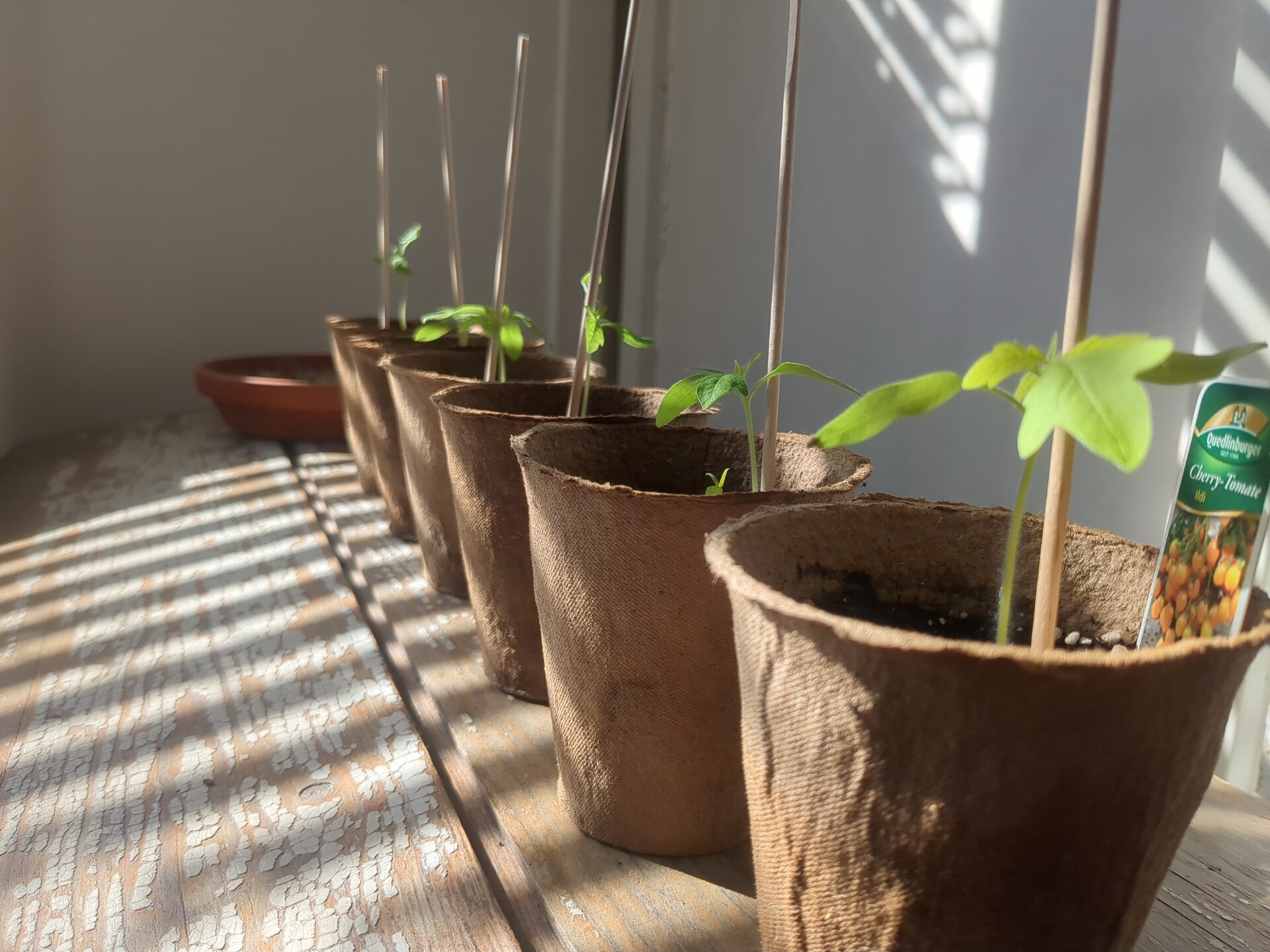 A study in natural light, shadow, and the quiet promise of growth.