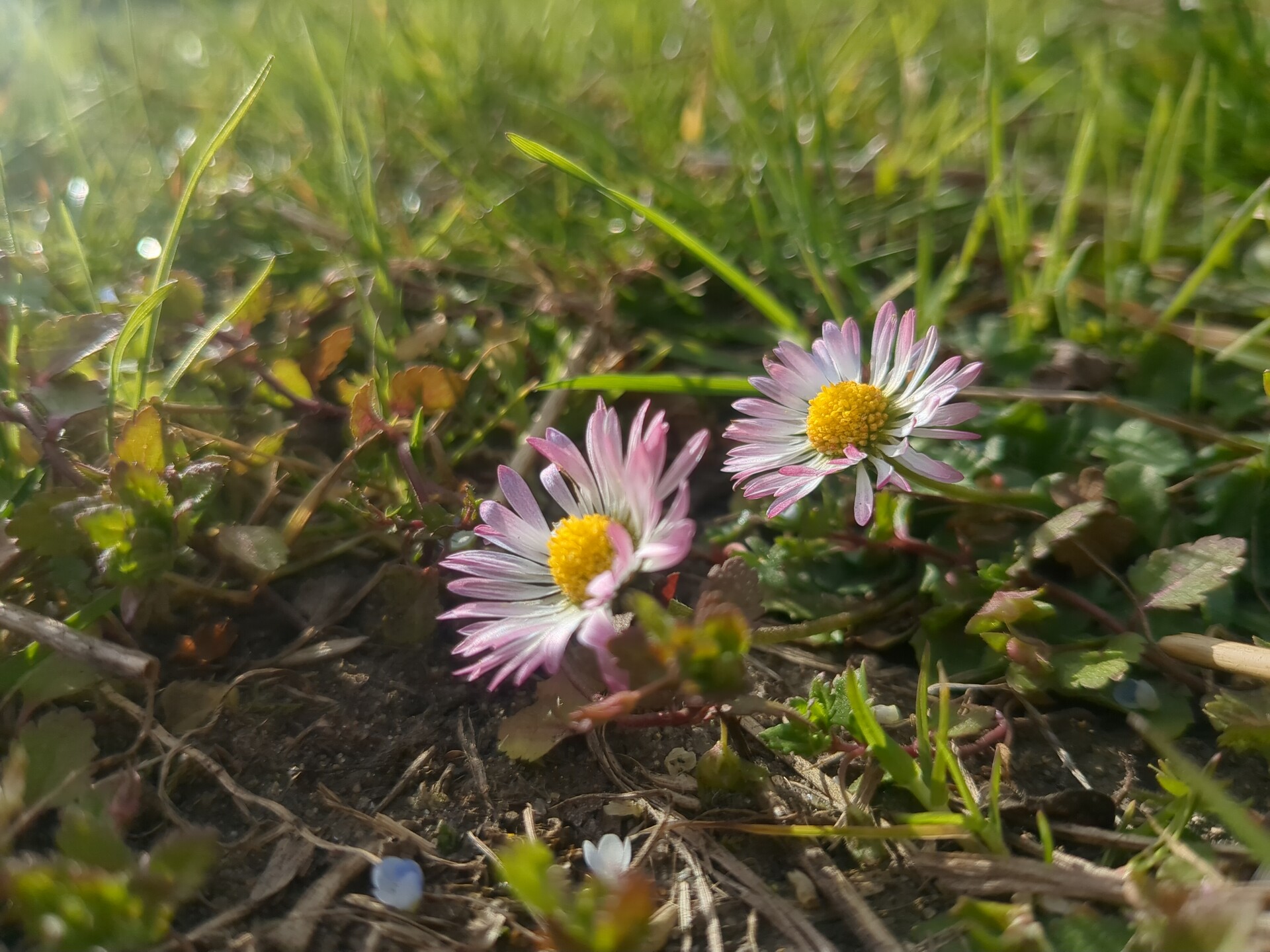 Delicate wildflowers illuminated by soft, inspiring natural light.