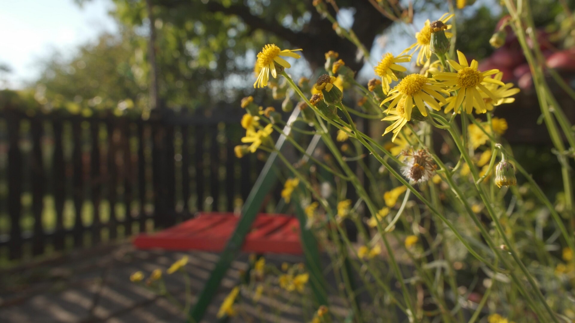 A delicate bouquet of yellow flowers bathed in soft natural light.