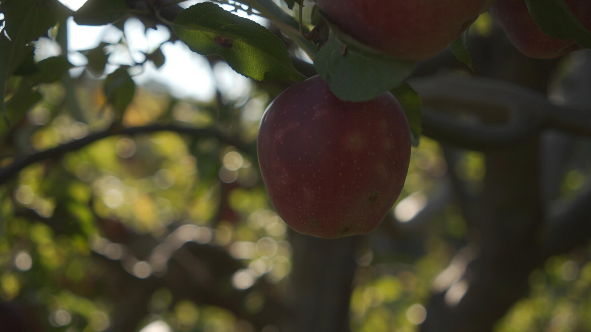 Ripe apples hanging from a branch, illuminated by soft, natural light.