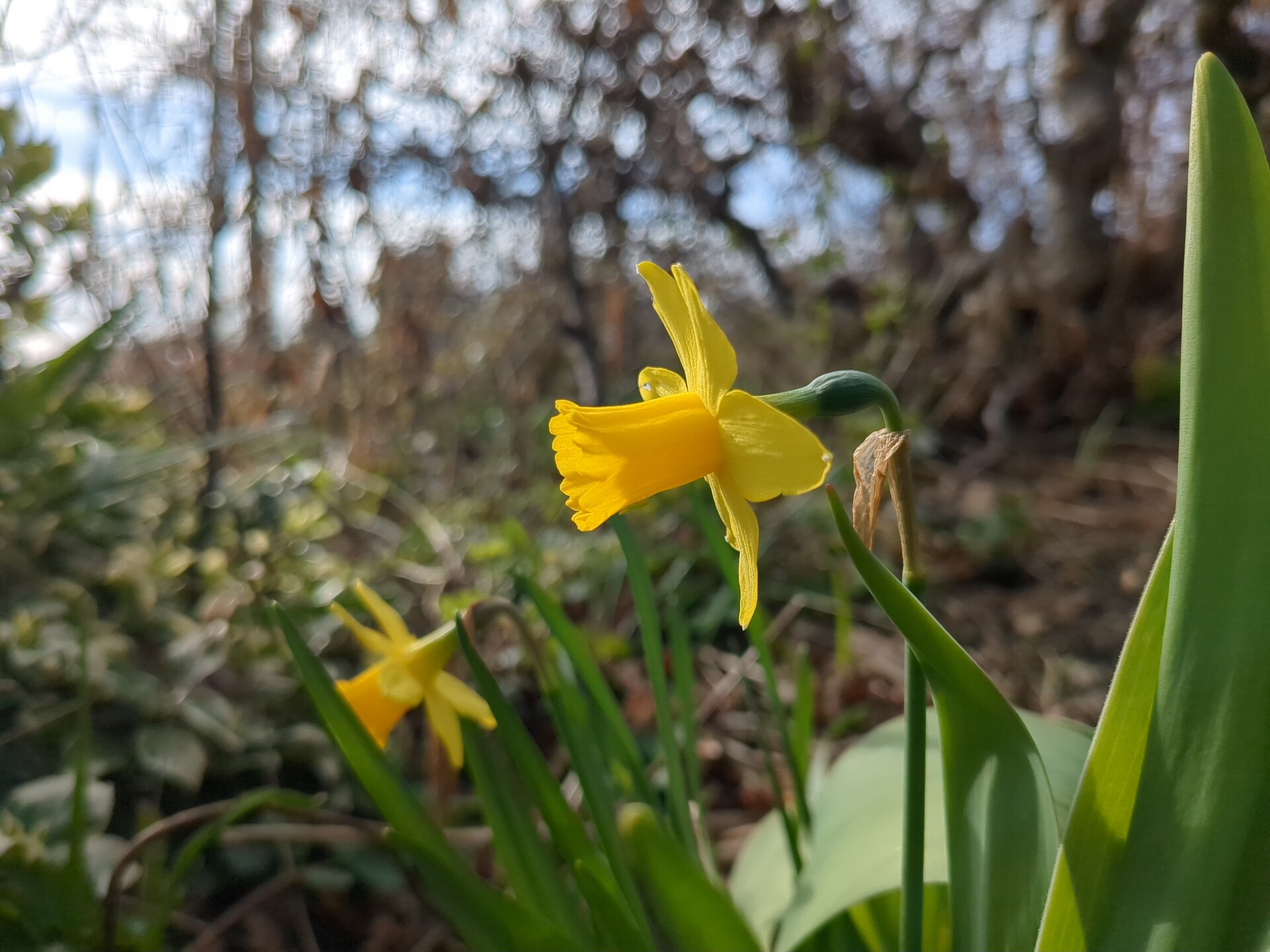 Vibrant yellow daffodils blooming amidst lush green leaves, capturing the delicate beauty of spring.