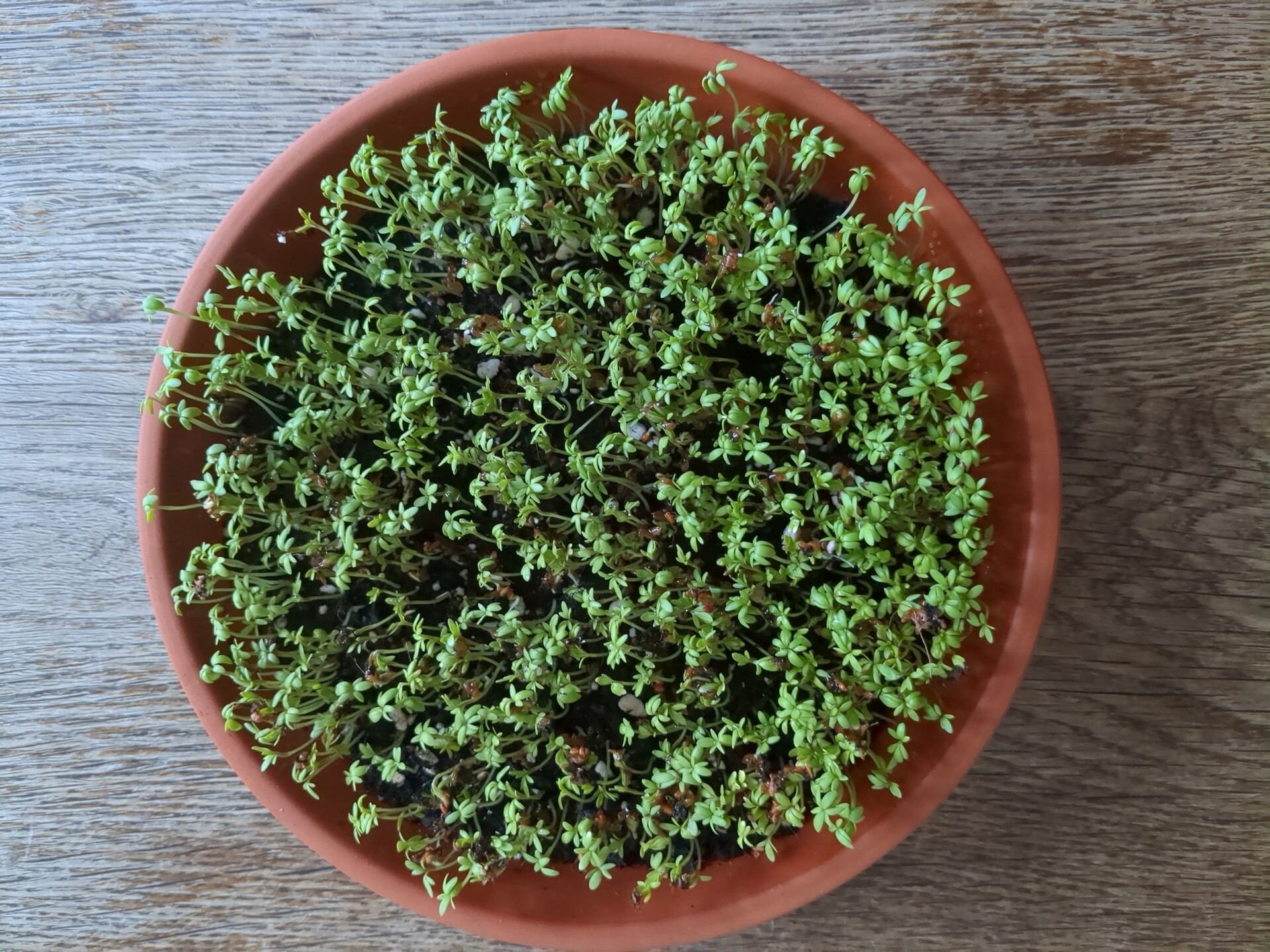 A lush, organic arrangement of greenery providing a natural, artistic backdrop.