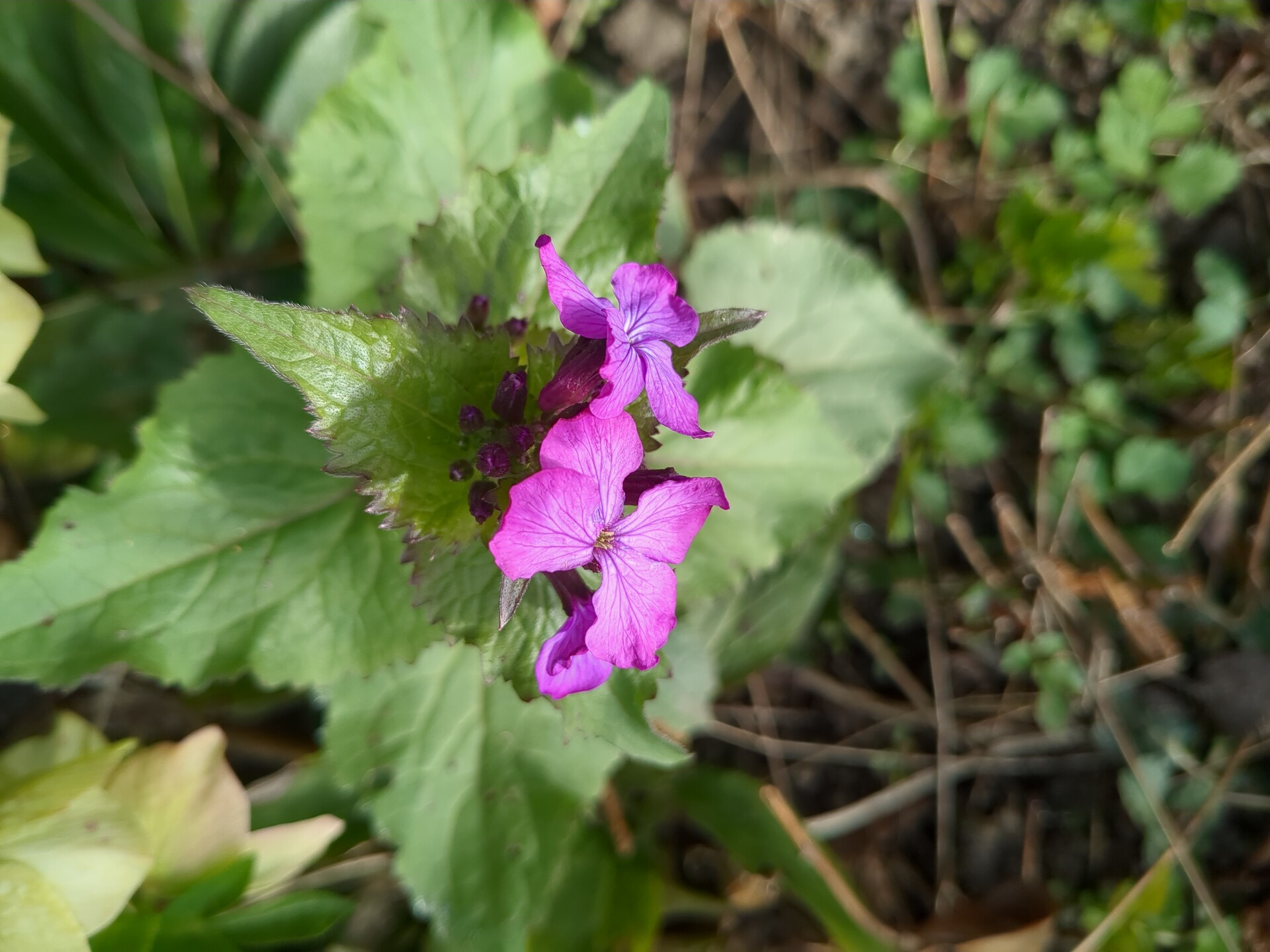 Delicate blooms nestled in lush, natural greenery.