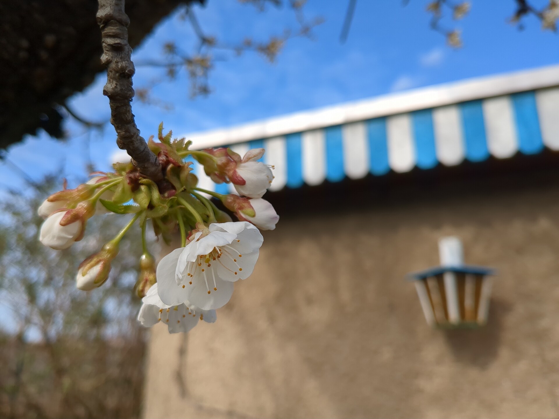 Delicate spring blossoms hanging against a bright blue sky and architectural backdrop.