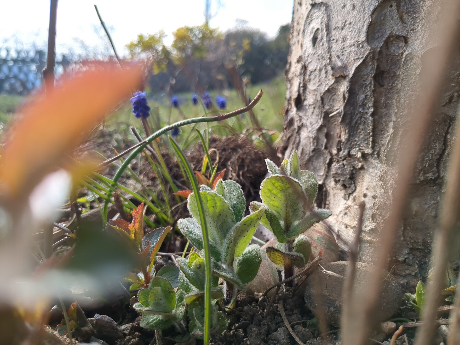 The quiet composition of life, where delicate new growth meets the enduring texture of the earth.