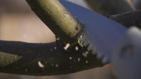 The intersection of organic form and crafted edge, suggesting rhythm and structure.