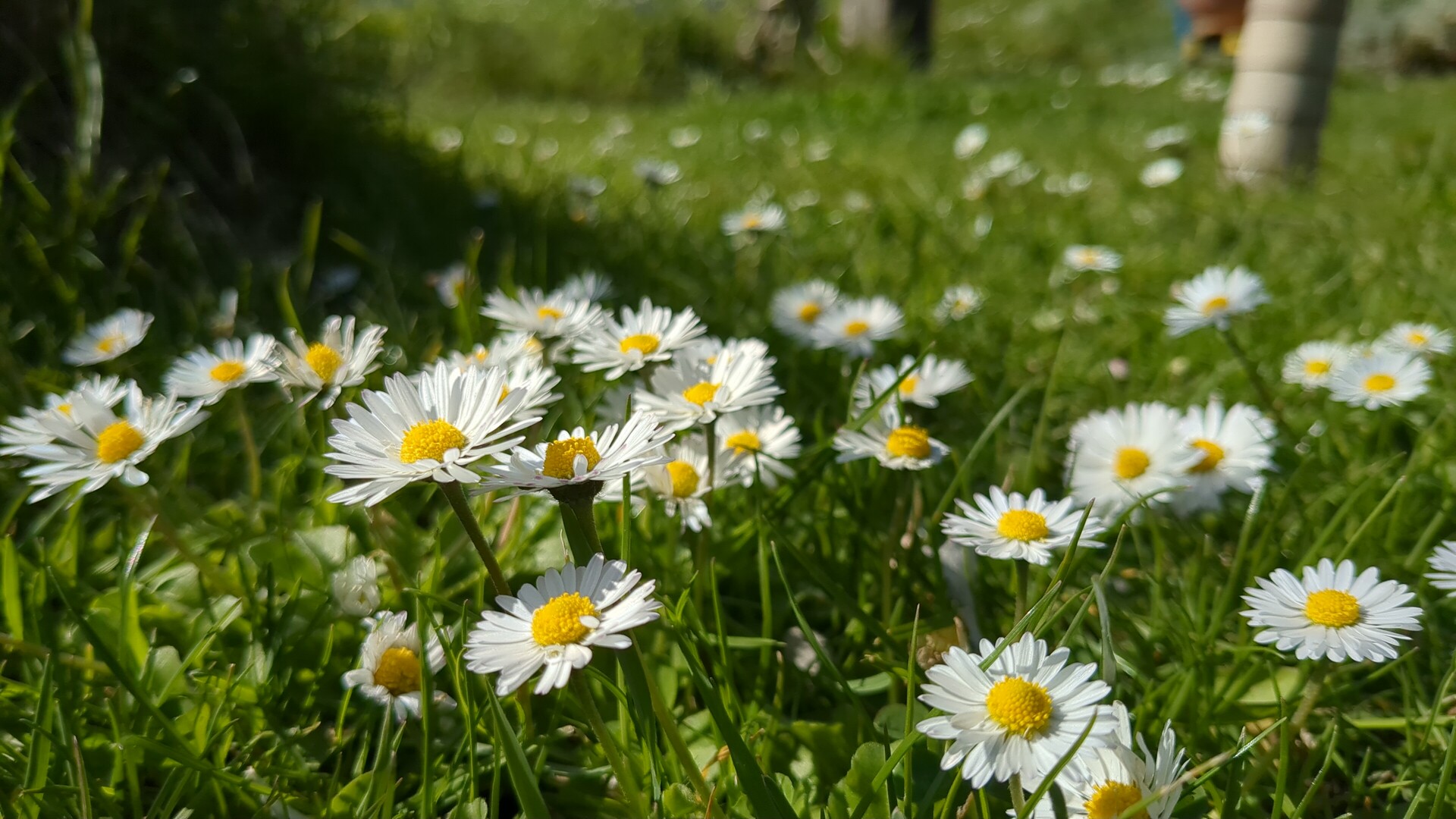 Sunlight filtering through a meadow of delicate white daisies.