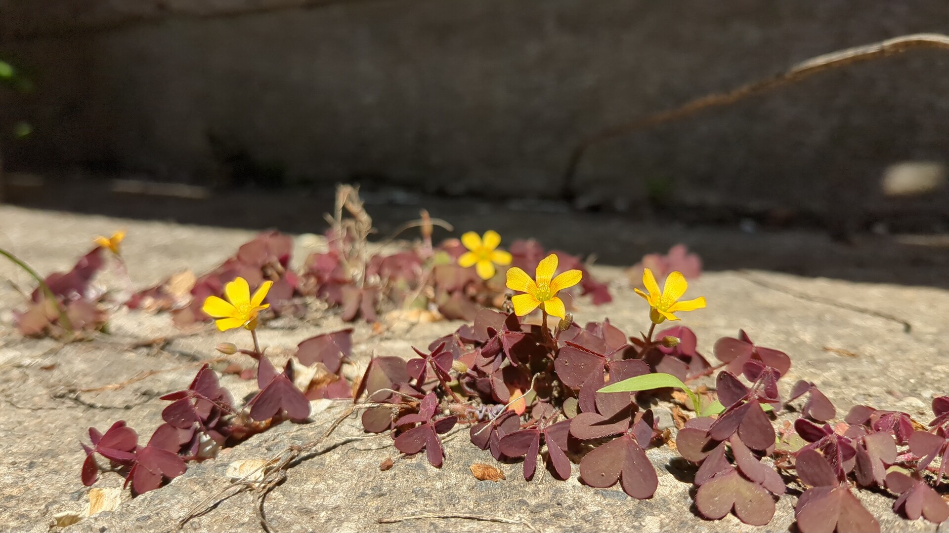 Sunlit yellow blooms nestled among deep crimson foliage on weathered stone.