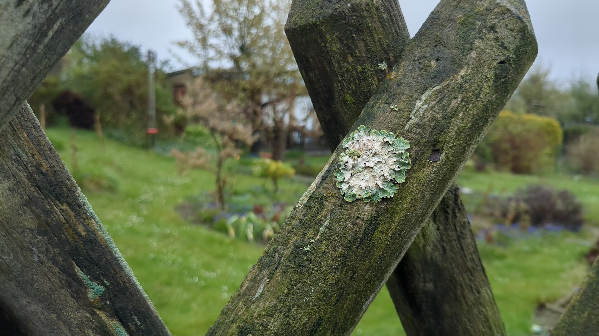 Weathered wood marked by the slow, persistent growth of lichen and moss.
