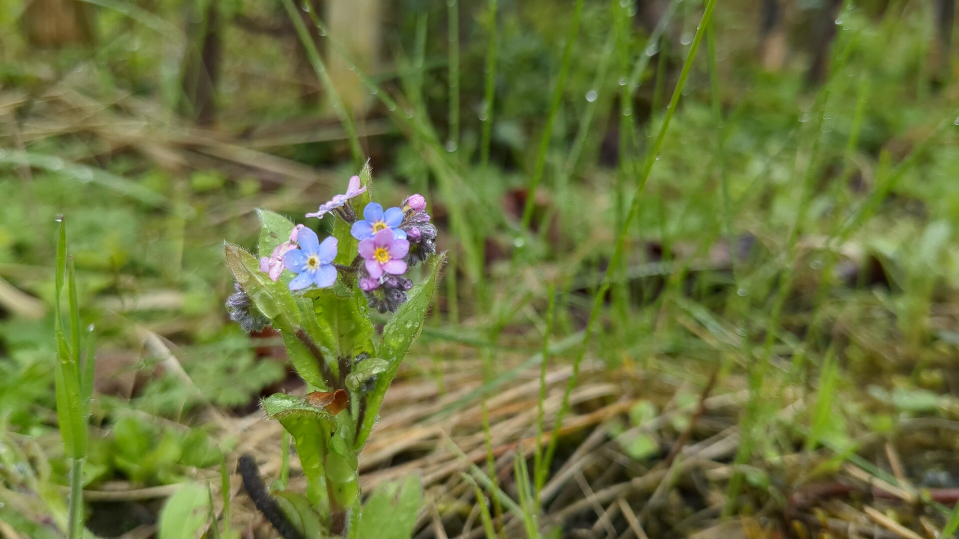 Delicate wildflowers emerging from damp, verdant foliage.