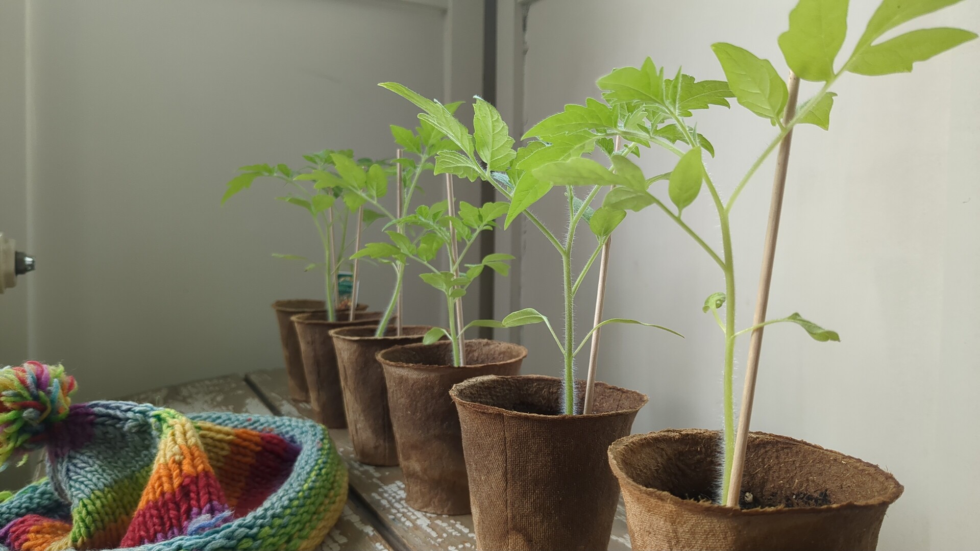 A row of vibrant seedlings symbolizing growth, paired with handcrafted textiles.