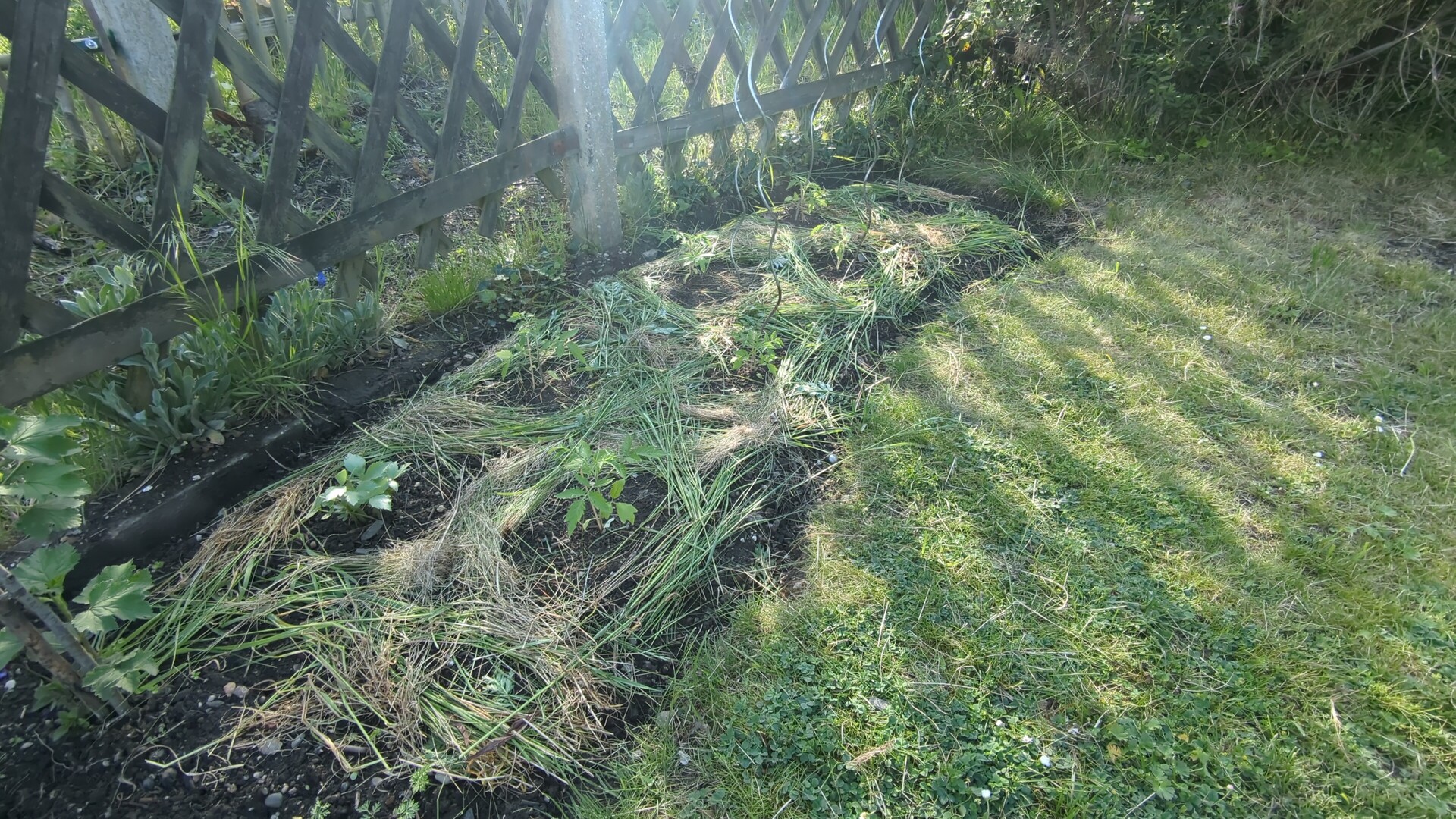 The interplay of light and shadow across a boundary of wild, natural growth.
