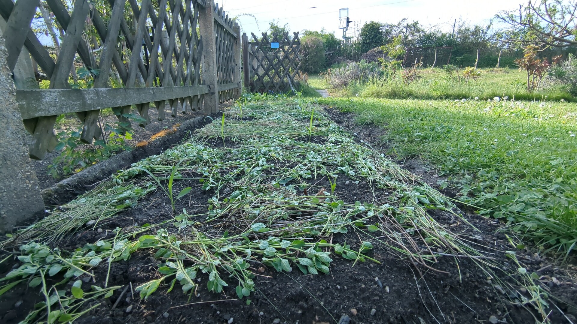 The quiet evidence of natural cycles and growth in the garden.