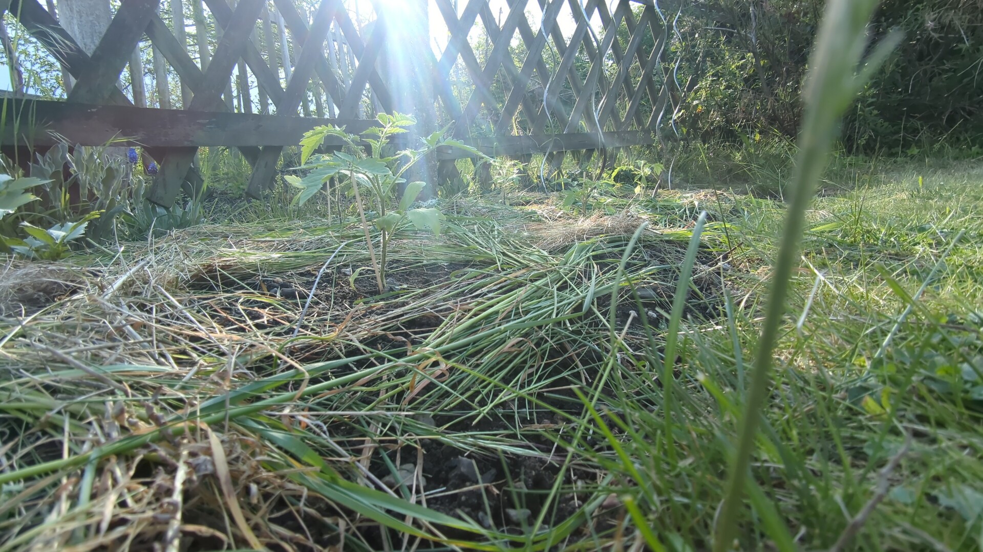 Sunlight filtering through the wild growth, capturing the passage of time in natural detail.