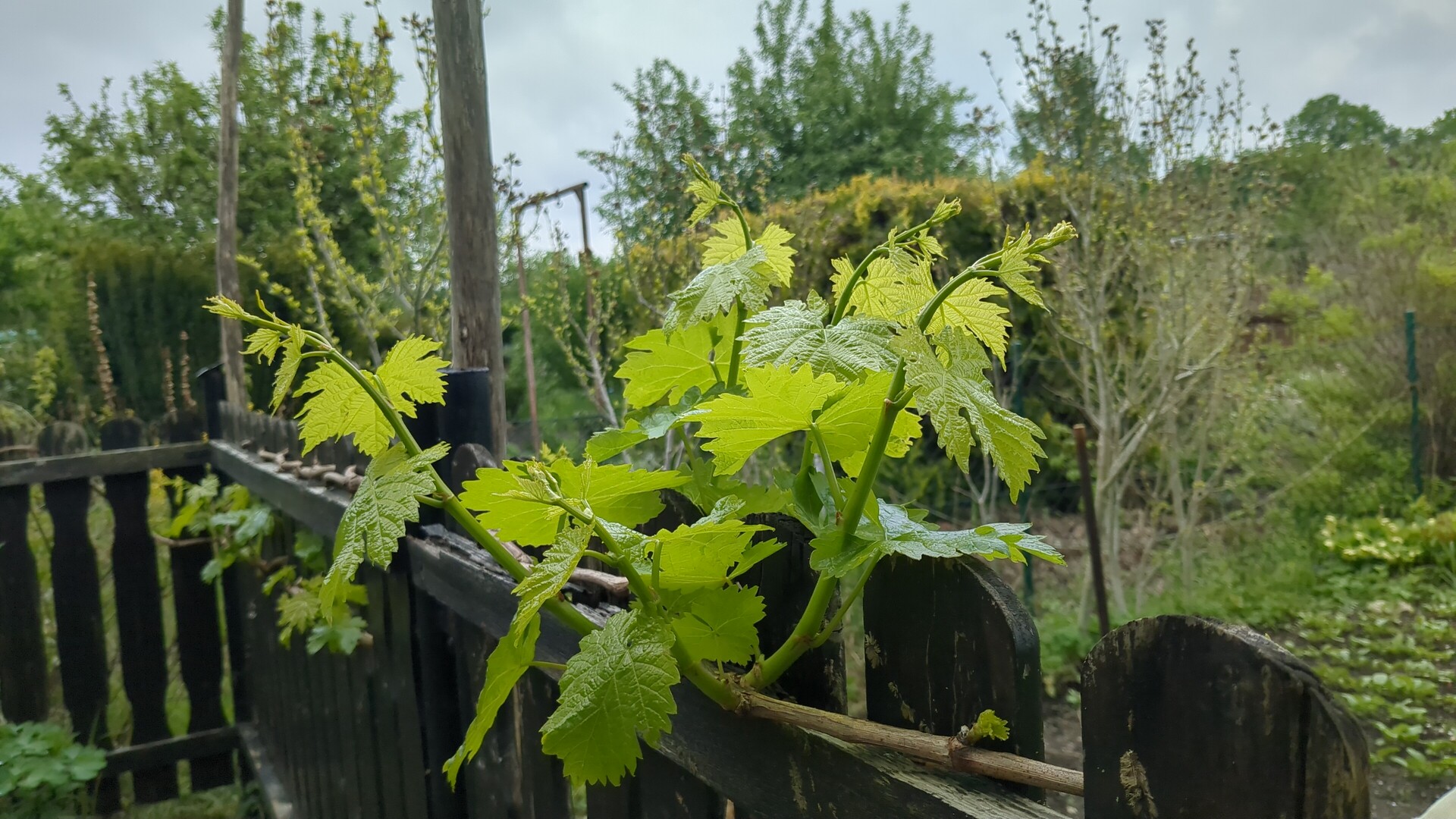 Vibrant new growth draped over rustic wooden fencing.