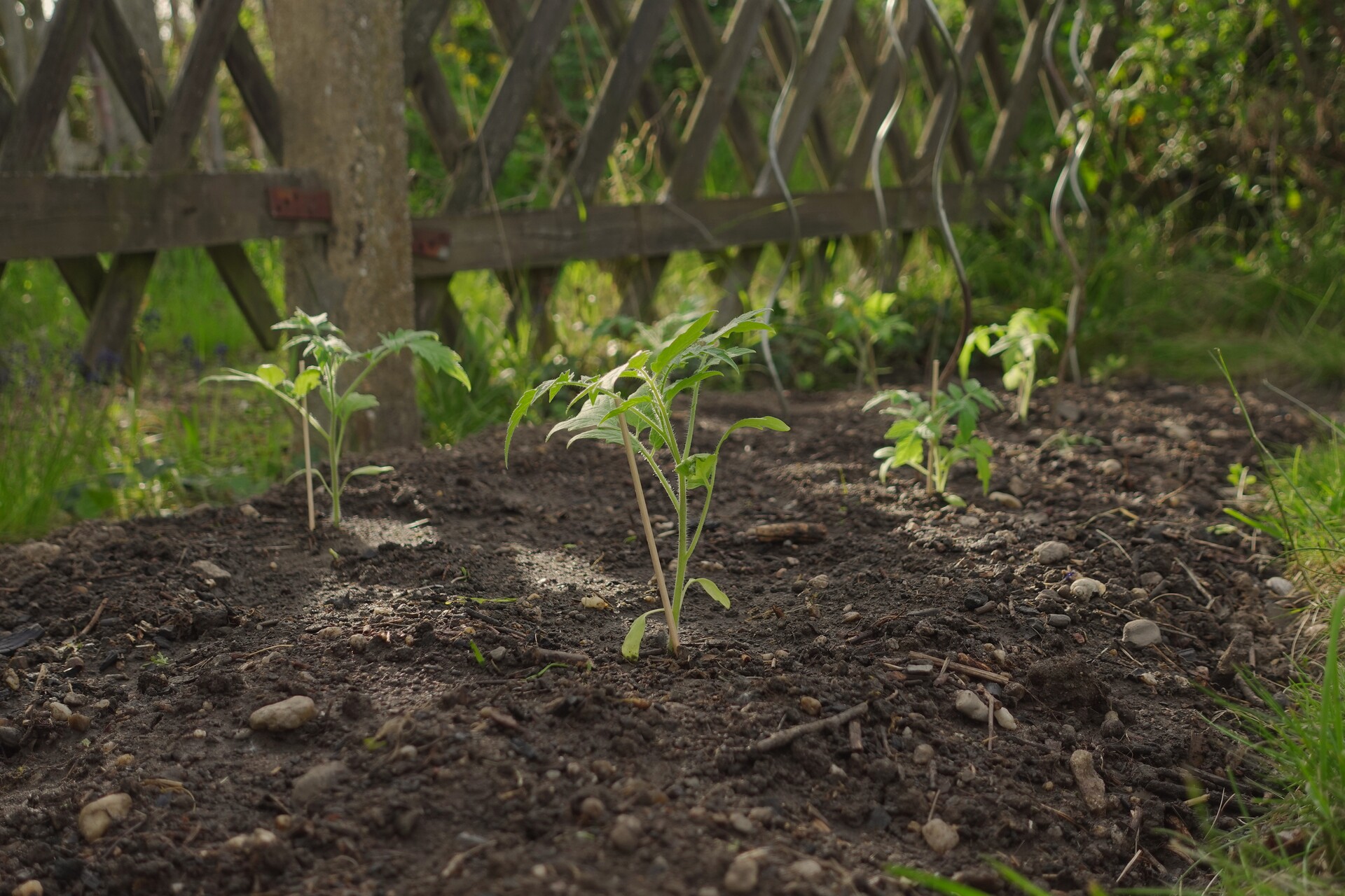 New life emerging from rich, dark earth.