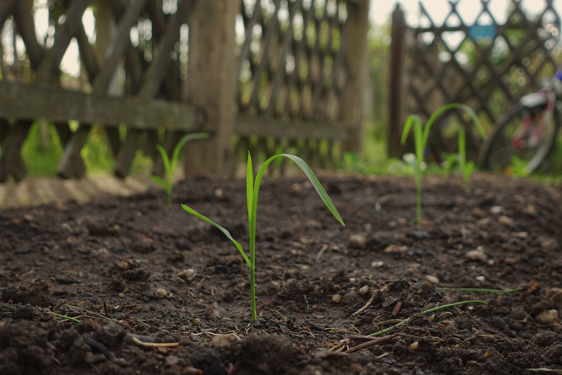 New life emerging from the rich, dark earth.