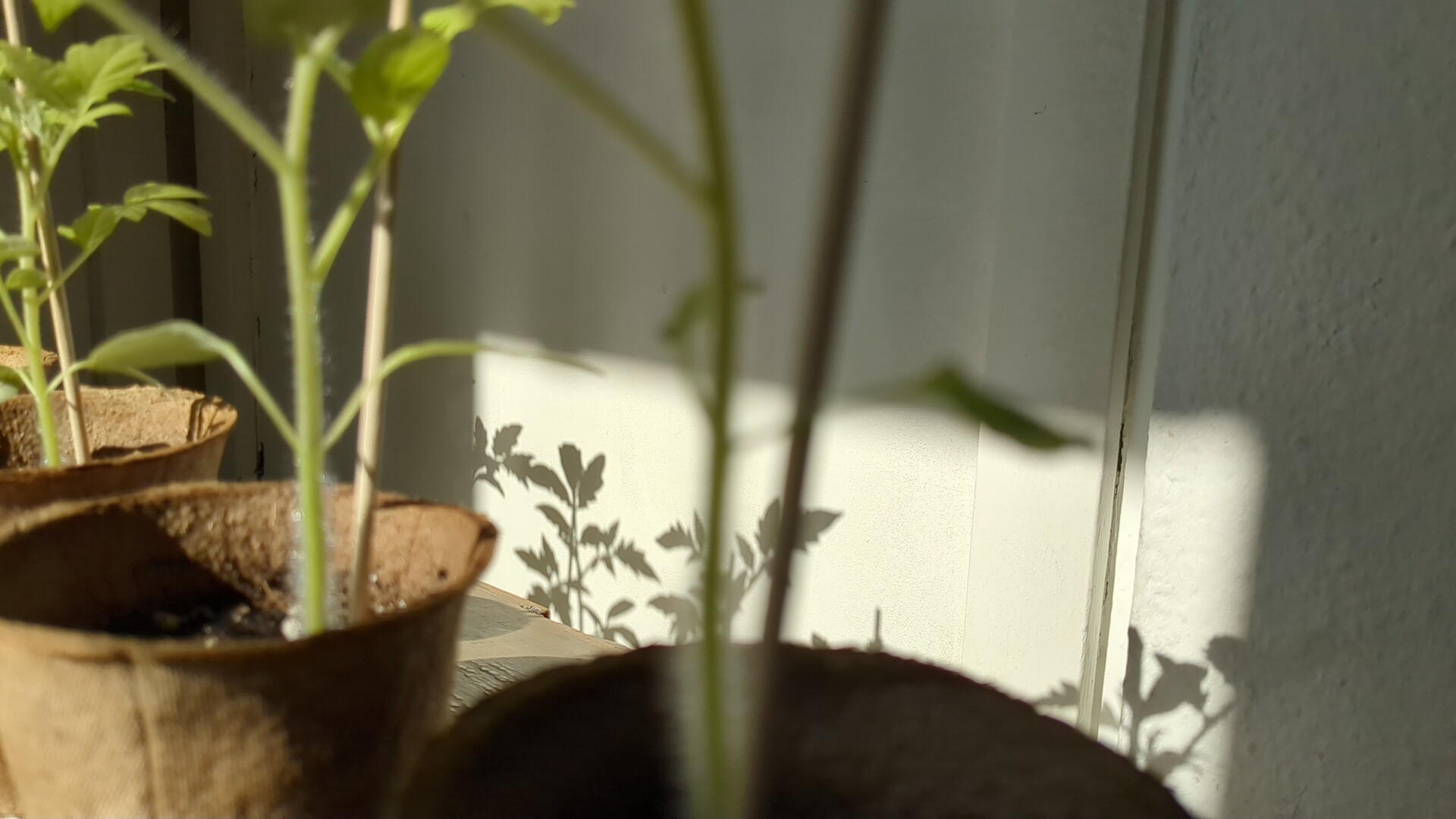 Sunlight and shadow play through the leaves of potted plants.