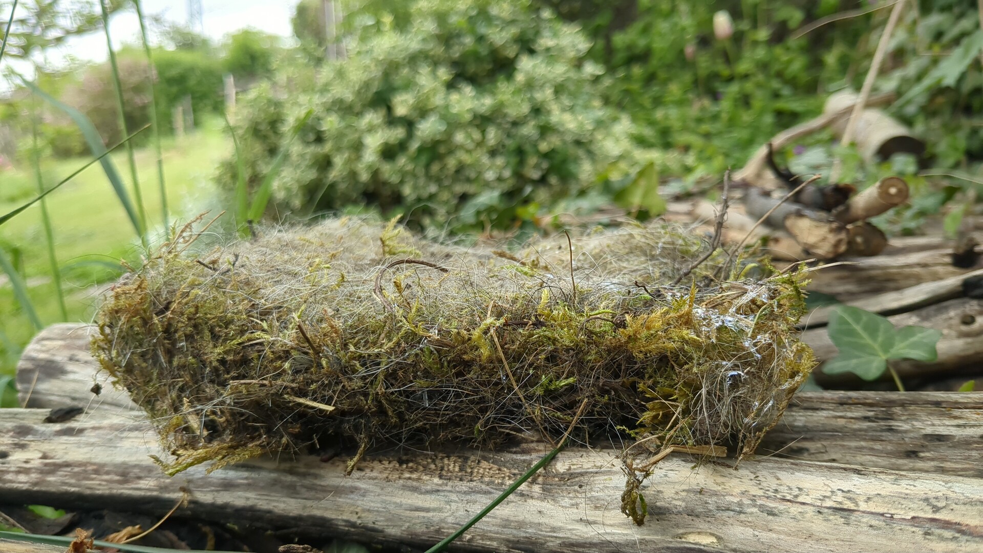 The delicate texture of dried moss resting on weathered wood.