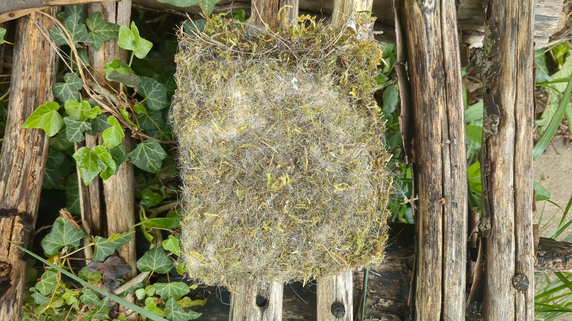 A rustic nest of natural fibers resting on weathered wood and vibrant green ivy.