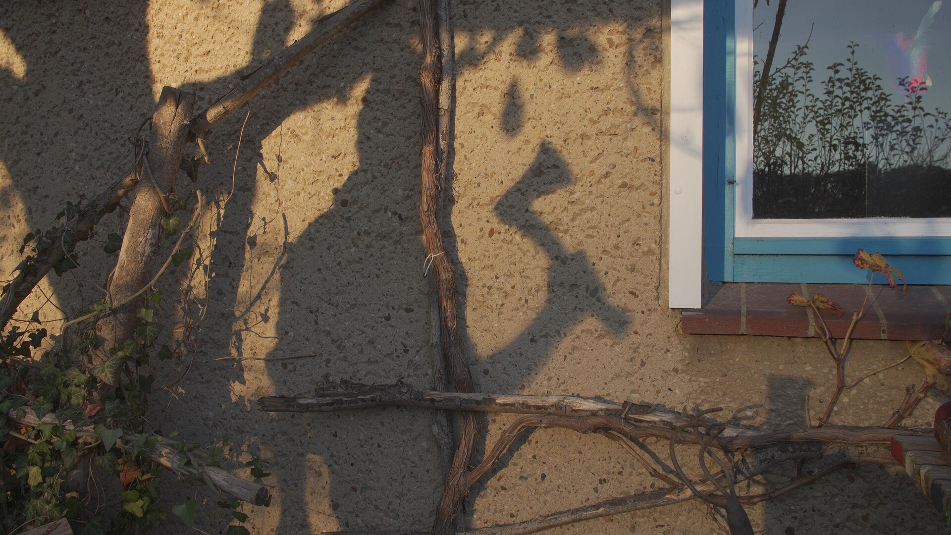 Dramatic shadows cast by vines and branches across a textured wall near a window.