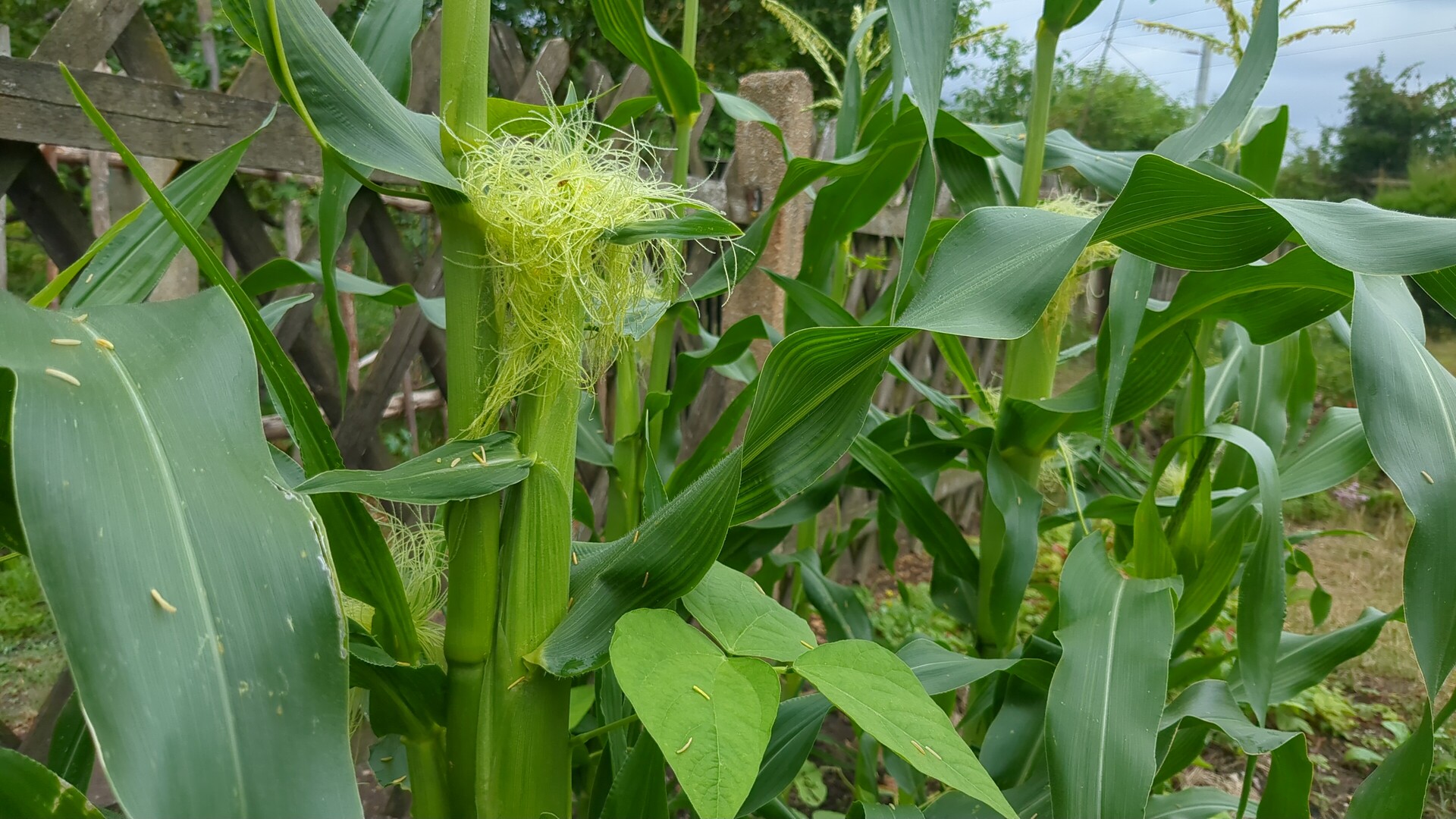 A vibrant corn stalk adorned with delicate golden silks in a summer garden.