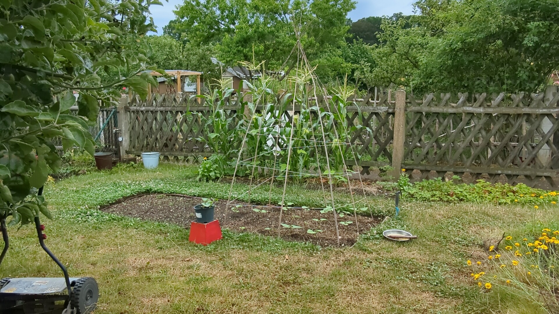 A serene backyard garden featuring towering corn stalks and a freshly tilled planting bed.