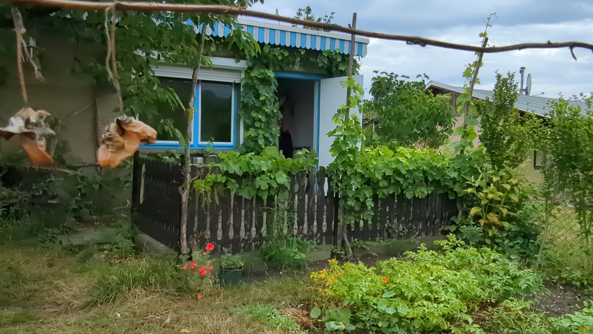 A rustic summer house draped in lush green vines within a flourishing garden.